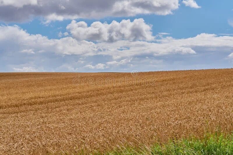Page fields