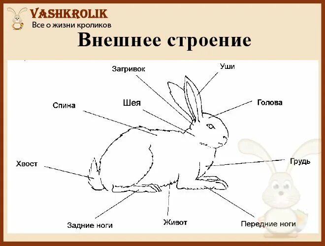 Внешнее строение тела кролика. Внешнее строение млекопитающих кролик. Внешнее строение кролика. Породы кроликов. Внешнее строение млекопитающих заяц. Внутреннее строение кролика