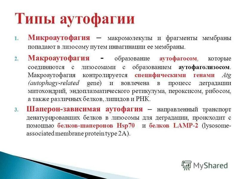 Аутофагия как правильно запустить. Аутофагия. механизм аутофагии. схема аутофагии. аутофагия патофизиология.