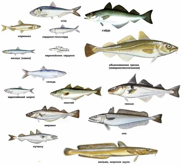 Название пород рыб. Рыба семейства тресковых морская. Рыбы семейства тресковых названия. Отряд тресковые рыбы представители. Рыба минтай семейство тресковых.