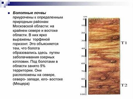 Болотная почва