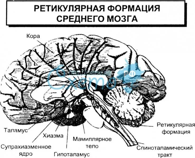 Ретикулярная формация ствола головного мозга. Ретикулярная формация среднего мозга. Ретикулярная формация функции. Ретикулярная формация это в психологии.
