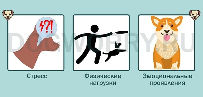 Почему кот дышит как собака высунув. Почему собаки высовывают язык. почему когда собаке жарко она высовывает язык. почему в жару собака высовывает язык. как понять что у собаки температура по языку.
