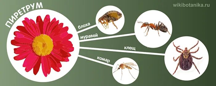 Запахи не любят муравьи