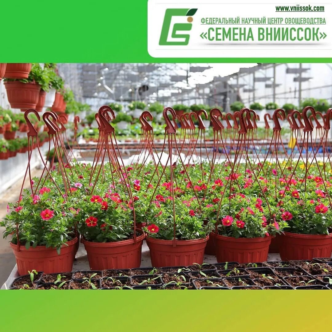 сеянцы однолетников. торговля рассадой цветов. петунья махровая рассадой. эмбер рассада. продается рассада помидор.