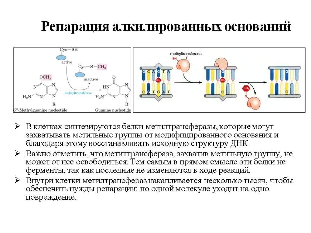 Присоединение метильной группы к днк. Репарация о6-алкилированного гуанина. репарация алкилированных оснований. репарация алкилированного основания. восстановление нативной структуры днк.