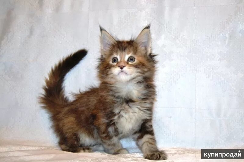Мейн кун краснодар. Котенок мейн куна краснодар. Котенок мейн куна краснодар. Хаски и мейн кун. Котята мейн кун 3 недели фото.