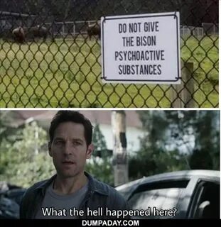 What the hell meme