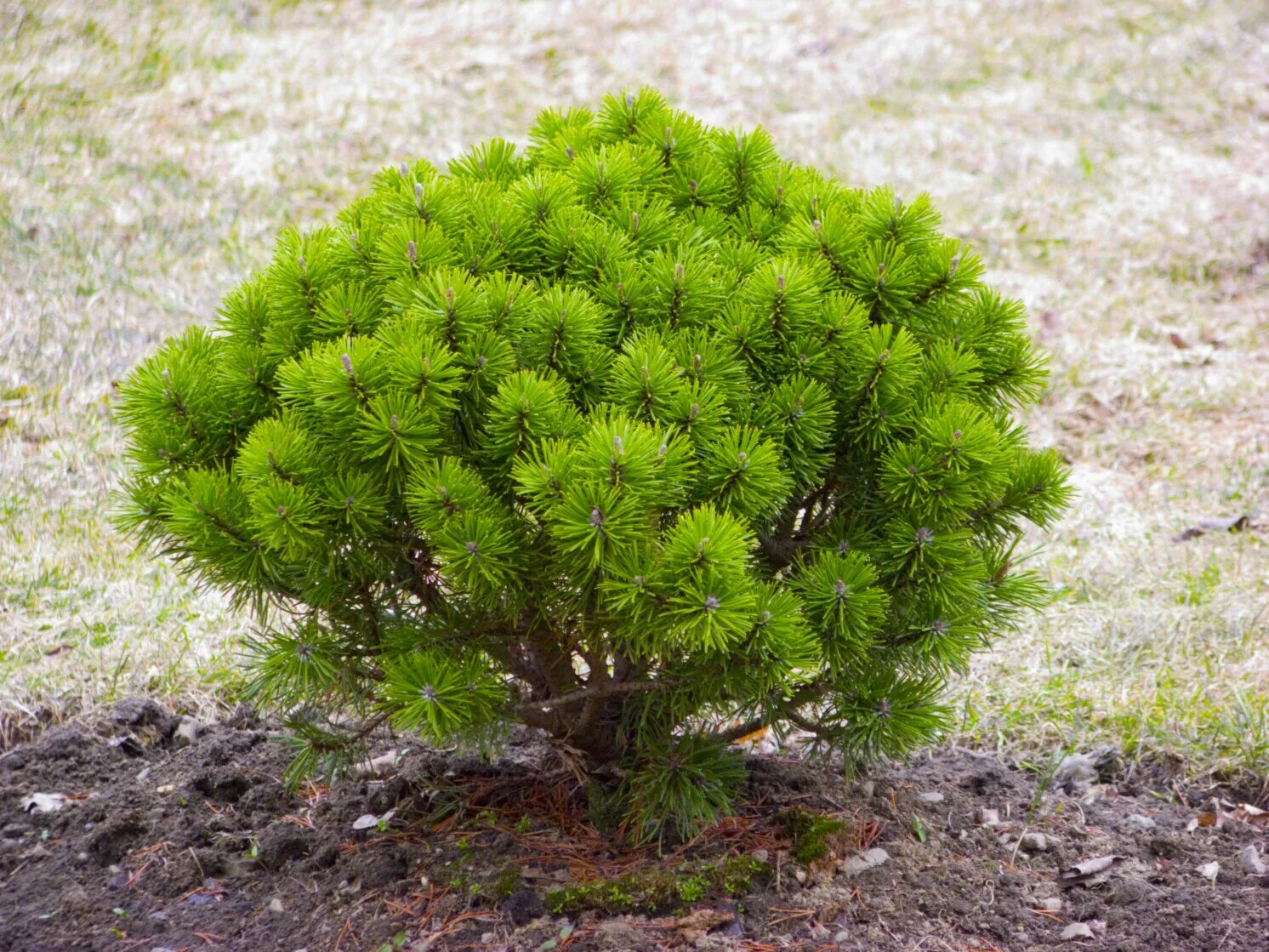 Сосна горная карликовая. Сосна Горная Пумилио. Сосна Горная Pinus mugo. Сосна Муго Бенджамин. Сосна Горная Benjamin.