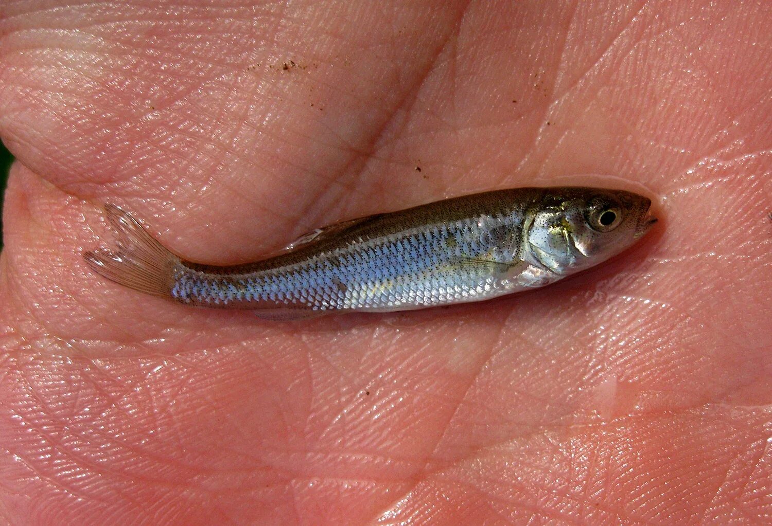 Малек окуня. Мальки речных рыбок. Очень маленькая рыбка. Рыбка paedocypris progenetica. Малёк+малёк рыбка.