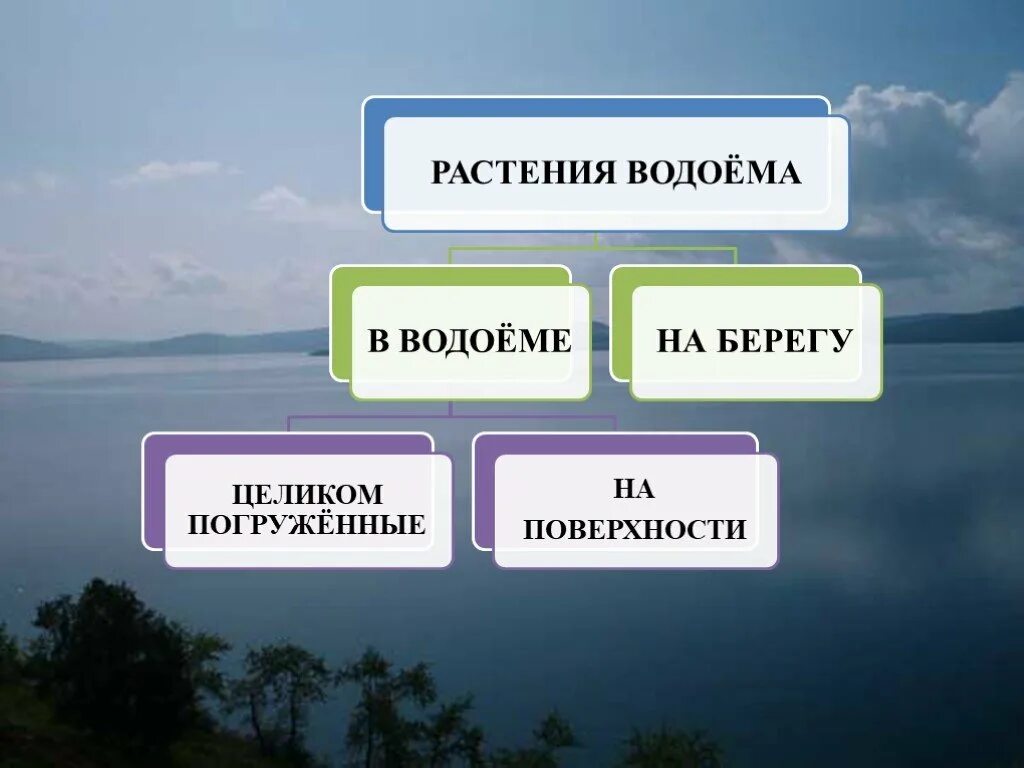 Сообщество водоемов 3 класс. Сообщество водоемов 4 класс. урок по окруж миру 4 кл водоемы. сообщество водоем 4 класс окружающий мир. природное сообщество пресных вод.