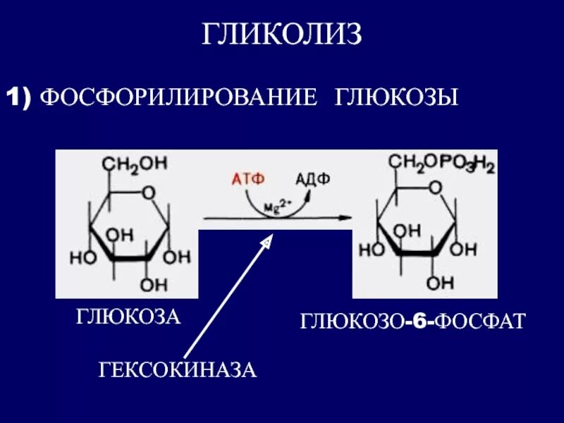 Глюкозо 6 фосфат. Фосфорилирование Глюкозы. Реакция фосфорилирования Глюкозы. Фосфорилирование гликолиз.