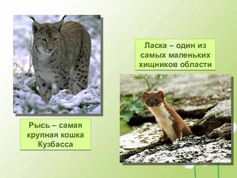 Какие животные занесены в красную книгу кузбасса. Животные красной книги кемеровской области занесенные в красную. красная книга кузбасса животные. красная книга кемеровской области растения и животные. кассная крига кузбасс жиаотнве.