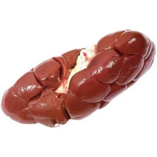 Почки разных животных
