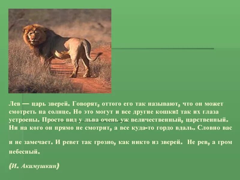 Царь зверей том 2. Рассуждение о животных. Предложение про Льва. Текст рассуждение о животном. Доклад про Льва.