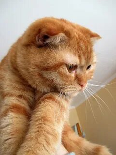 Рыжий вислоухий кот