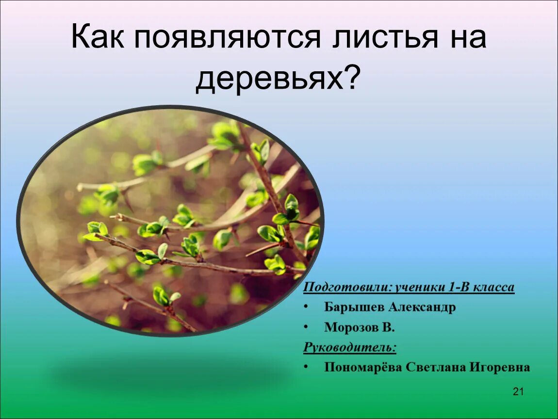 Через сколько дней появляются листочки. Как появляются листья на деревьях. Откуда появляются листочки. Из чего появляются листья весной. Как образуются листья.