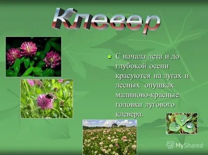 Описание начала лета