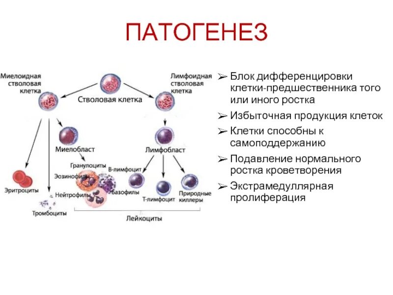Нарушение дифференцировки клеток