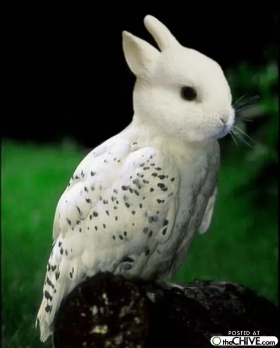 гибриды животных. тигон тигролев. скрещенные животные настоящие. необычные животные. необычные животные гибриды.