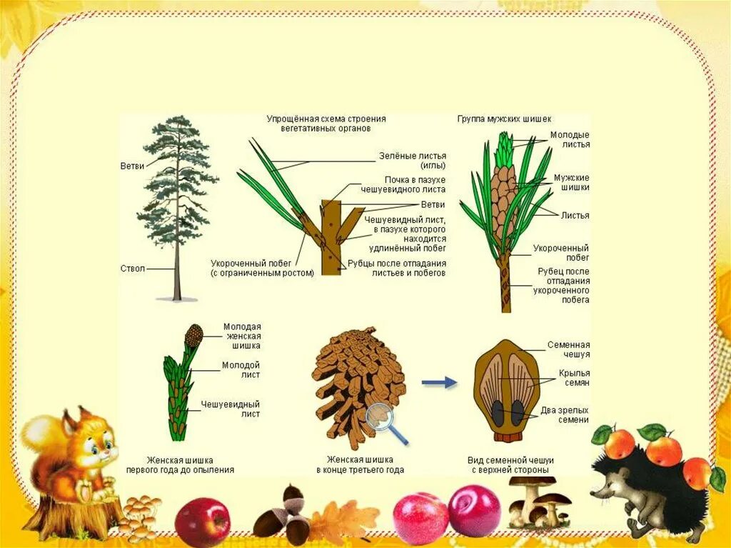 Внешнее строение голосеменных растений таблица. Органы голосеменных растений. Строение голосеменных растений. Побег голосеменного растения схема. Вегетативные органы ели