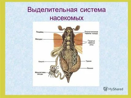 Сосуды органы выделения насекомых