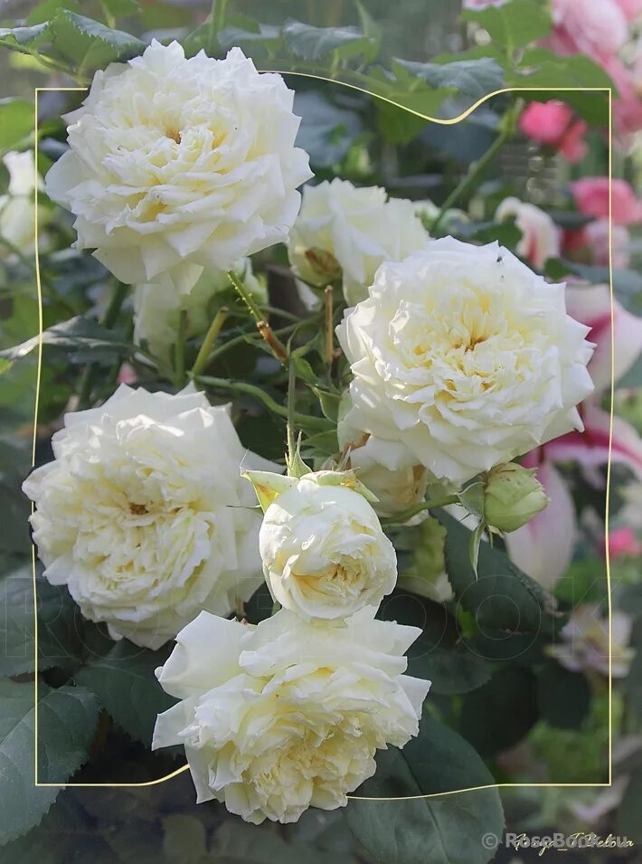 Нельсон монфор. Нельсон монфор. Шраб нельсон монфор. Шраб нельсон монфор. Нельсон монфор.