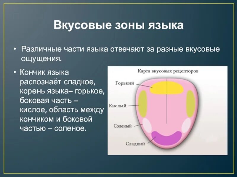 На кончике языка расположены рецепторы чувствительные к. Вкусовые зоны языка. Вкусовые рецепторы на языке. Вкусовые рецепторы на языке схема. Рецепторы языка человека.