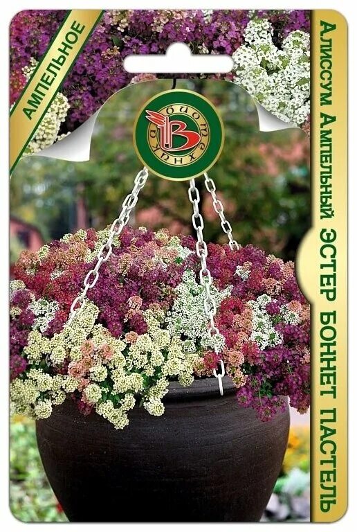 биотехника алиссум ампельный семена. алиссум фиолетовая королева. семена алиссум белый ампельный. алиссум ампельный семена. алиссум ампельный эстер боннет.