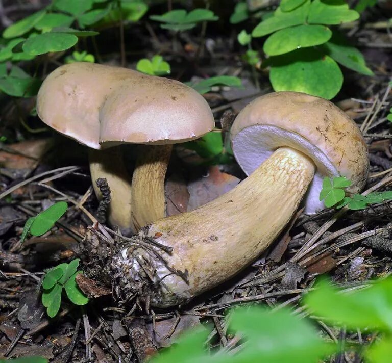 Желчный белый. Желчный гриб горчак. горчак, ложный белый гриб. tylopilus felleus – желчный гриб. ложный белый горчак.