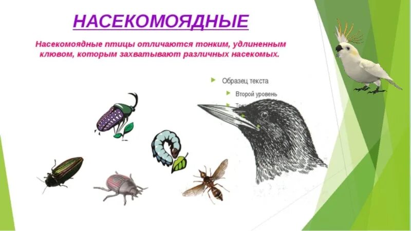 Какая птица не является насекомоядной