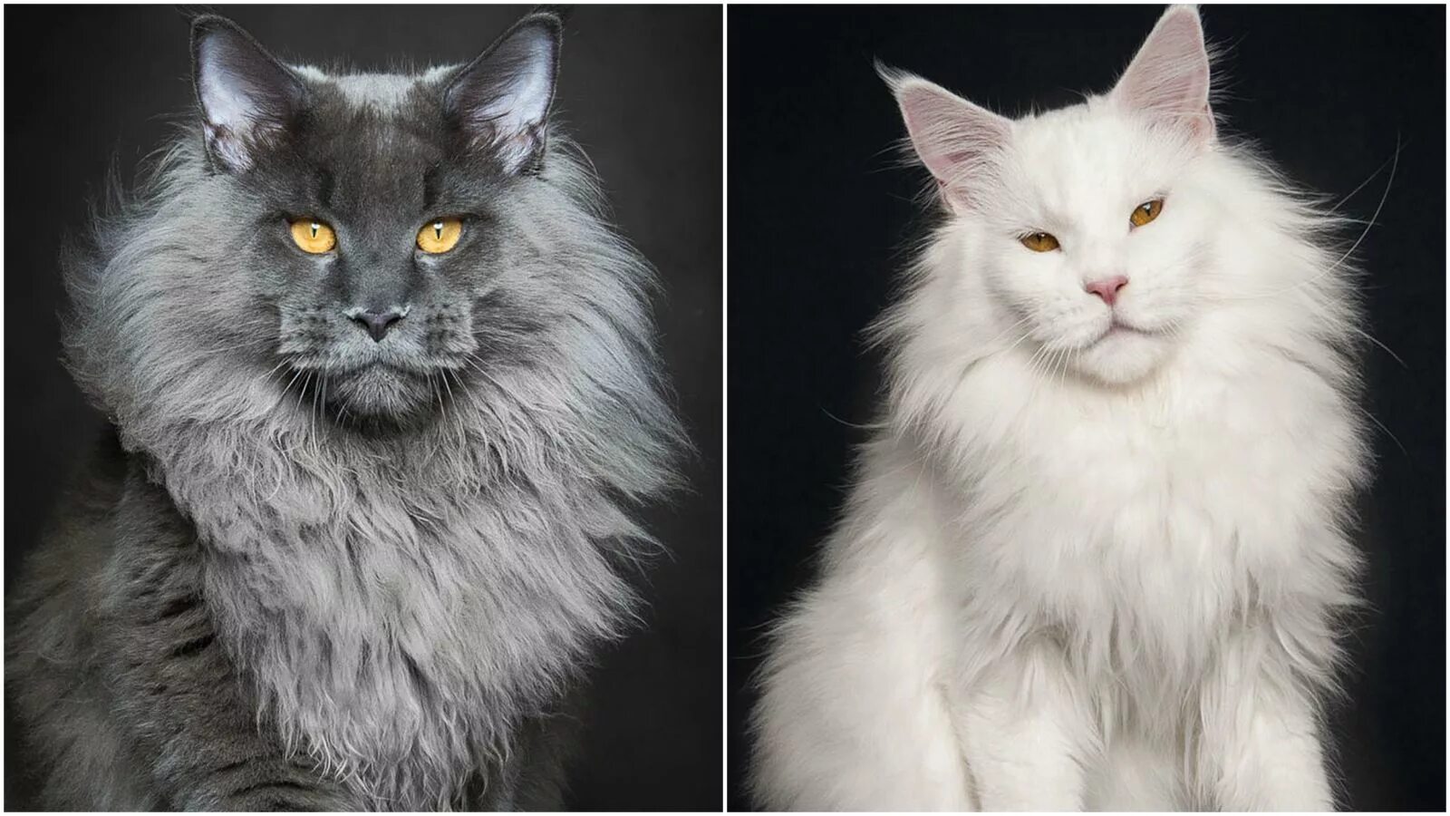 типы кунов. европейский мейн кун. американский мейн кун. типы кунов. американская кошка мейн кун.