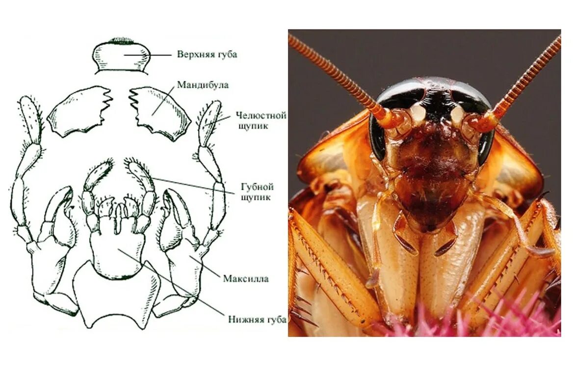 Строение мандибулы жука. Грызущий ротовой аппарат таракана строение. Строение ротового аппарата таракана. Мандибулы и максиллы.