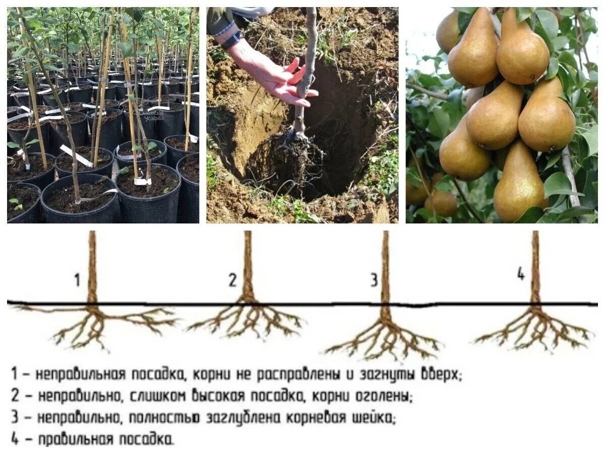 Посадка корень какой. Посадка груши. корневая шейка саженца груши. правильная посадка груши. корневая шейка у груши.