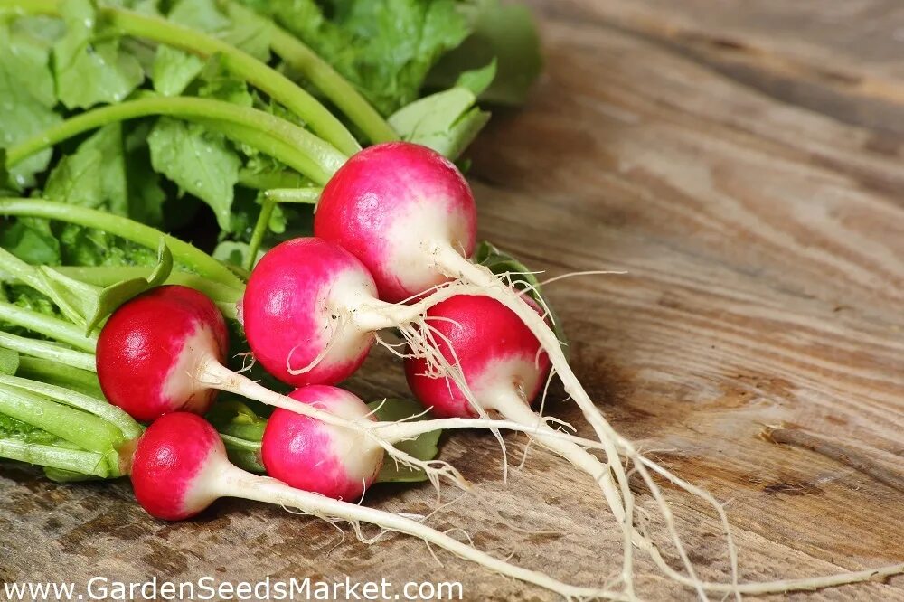 Редиска 100 грамм. Radish редька. Редька посевная. Raphanus sativus l.. Raphanus sativus семена.