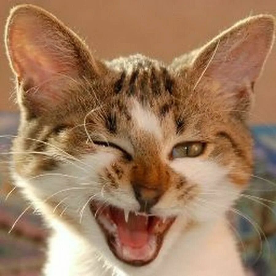 Кот ржет. Кот смеется видео. Кот смеется видео. Кот смеется. Кошка ржет.