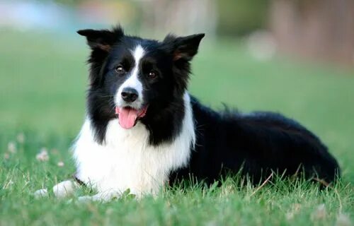 Keeping Your Dog Calm When Guests Come to Visit Border collie, Blue border colli