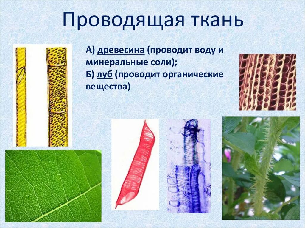 Проводящая ткань Луб и древесина. Проводящие ткани растений. Выделительная ткань растений. Механические и проводящие ткани растений.