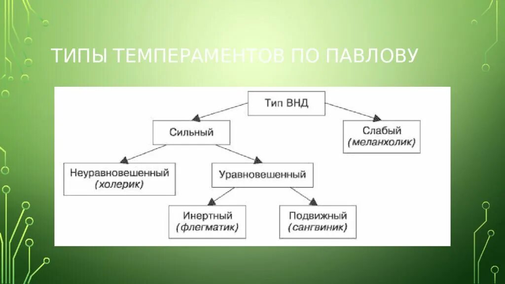 Типы темперамента человека по павлову. Типы внд схема. схема темпераментов по павлову. типы внд по павлову физиология.