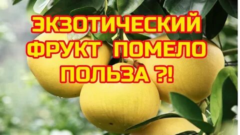 Помело польза для женщин и вред здоровья