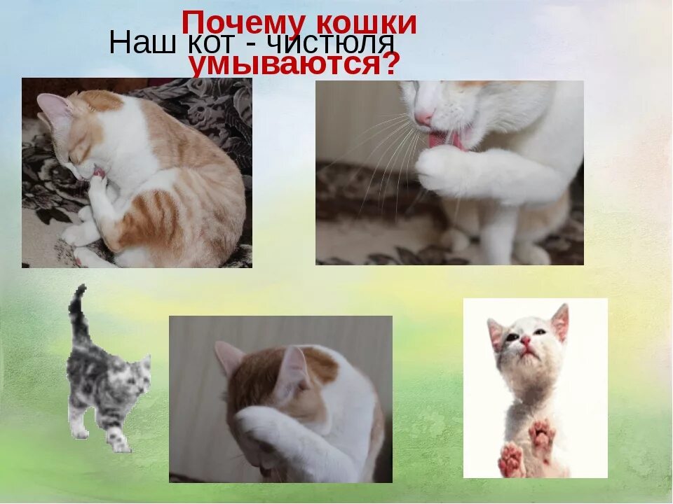 Кошка умывается. Почему кошки умываются. Почему кошки часто умываются. Почему кошки всегда моются. Кошка умывается примета