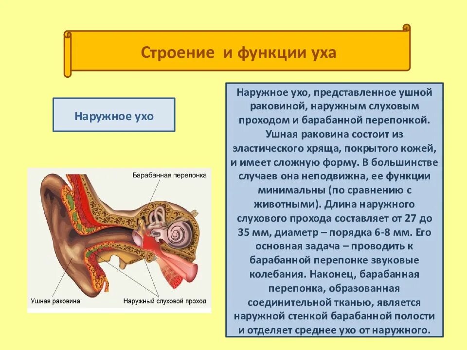 Строение уха строение и функции. Строение уха человека и функции его отделов. Строение уха части уха строение функции. Строение среднего уха функции среднего уха. Внутреннее ухо орган слуха состоит