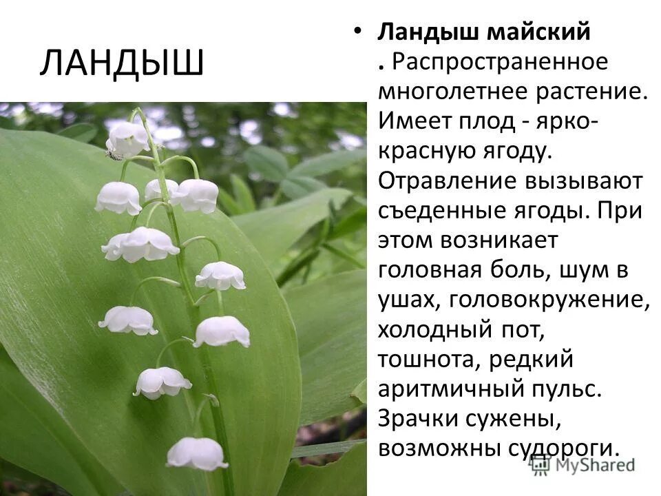 Цветок ландыш как выглядит описание Ландыш в медицине