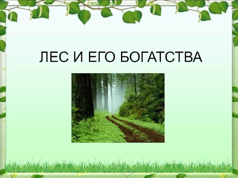 Лес-наше богатство презентация. Лес наше богатство. Лес наше богатство для дошкольников. Лес и его богатства. 1 лес наше богатство