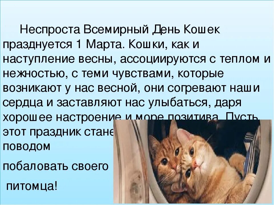 Всемирный день кошек в марте. Всемирный день кошек. Всемирный день кошек в России.