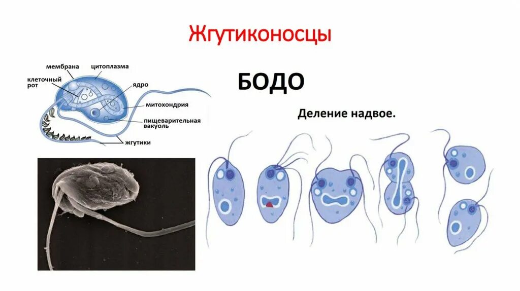 Передвижение бодо. Передвижение бодо