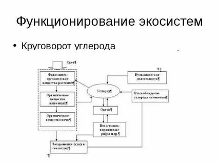 Функционирование экосистем