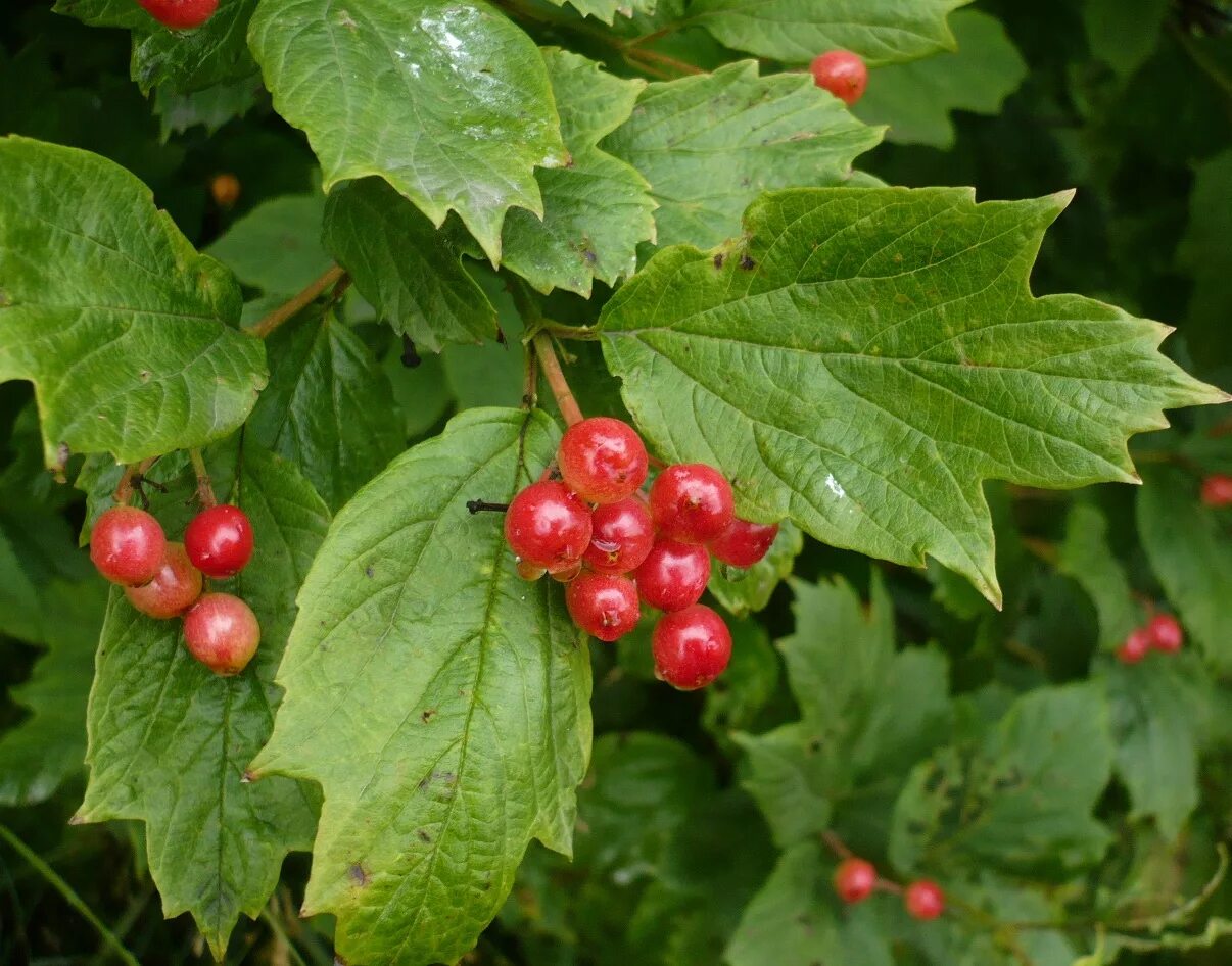 Форма листа калины. Калина обыкновенная Viburnum opulus. Viburnum opulus побег. Калина обыкновенная ГФ. Калина побеги.