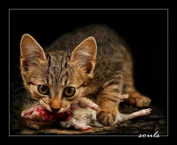 Съел мышь. Кошка с мышью в зубах. котики с мышкой в зубах. кошка ест мышь. коты едят мышей.