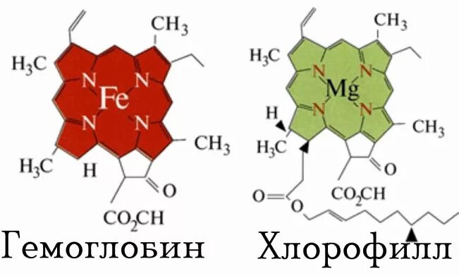 Элемент хлорофилла. Структура молекулы хлорофилла. молекула хлорофилла схема. схема строения хлорофилла. строение молекулы хлорофилла.